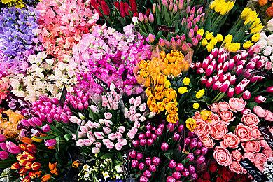 《牧场物语》系列最新作 生活游戏 《牧场物语 来吧！风之繁华市集》8月28日发售决定！